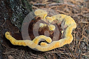 polypore fungus on tree closeup selective focus