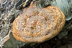 Polypore fungus on tree trunk