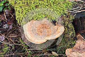 Polypore fungus on tree trunk