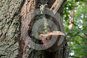 Polypore fungus on tree trunk closeup selective focus