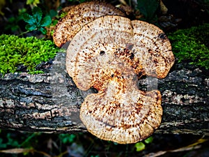 Polypore fungus on wood