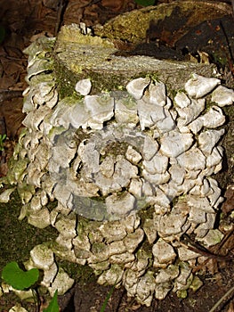 Polypore Funguses on an Old Decaying Stump