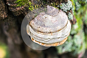 Polypore funguses on an old stump.