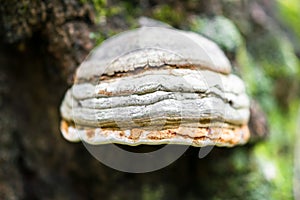 Polypore funguses on an old stump.