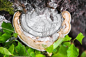 Polypore funguses on an old stump.