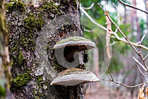 Polypore funguses on an old stump.