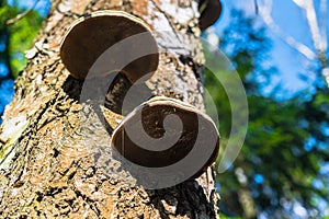 Polypore funguses on an old stump.