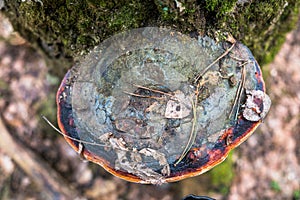 Polypore funguses on an old stump.