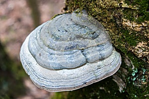 Polypore funguses on an old stump.