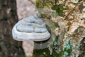 Polypore funguses on an old stump.