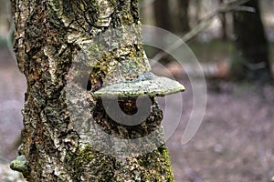 Polypore funguses on an old stump. photo