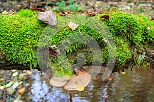 Polypore growing on a log