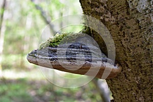 Polypore. Mixed forest area. Coniferous and deciduous trees. Green grass. Moss.