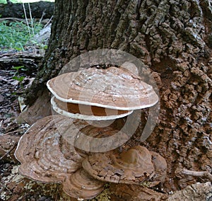 Polypore
