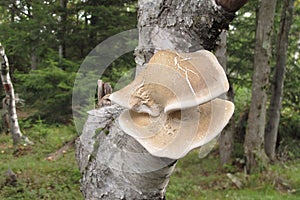 Polypore mushroom growing on trunk of birch tree in upstate NY photo