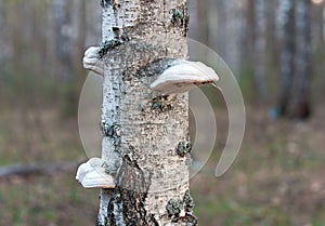 Polypore mushrooms