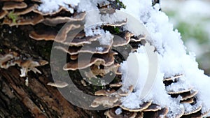 Polypore mushrooms on tree trunk