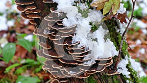 Polypore mushrooms on tree trunk