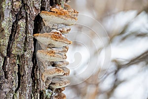 Polypore mushrooms on tree - winter forest on background