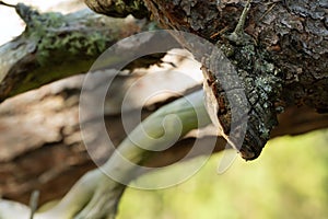 Polypore, Phellinus pini on pine wood.