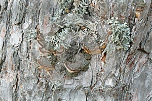 Polypore, Phellinus pini on pine wood