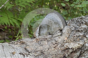 Polypore Phellinus populicola on aspen tree