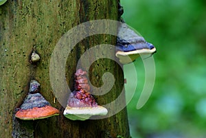 Polypore, polyporous fungus (Fomitopsis pinicola)