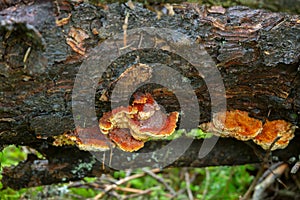 Polypore, Pycnoporellus fulgens growing on wood