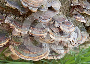 Polypore - Tree mushrooms,  overgrown with moss
