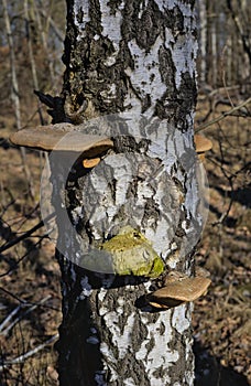 polypores growing on a birch tree