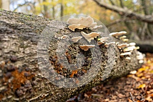 Polypores on left tree stump in woodland