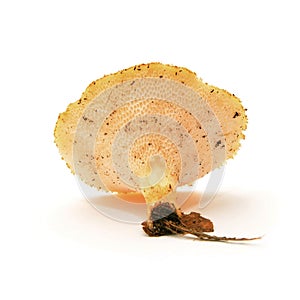 Polyporus alveolaris mushroom photo