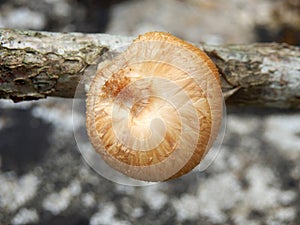 Polyporus ciliatus