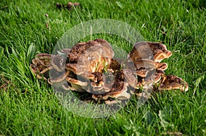 Polyporus fungi