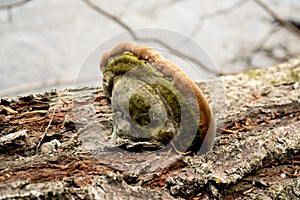 Polyporus