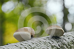 Polyporus photo