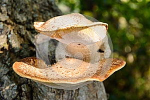 Polyporus squamosus Dryad`s saddle