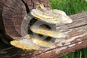 Polyporus squamosus mushrooms photo