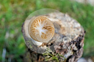 Polyporus Tuberaster photo