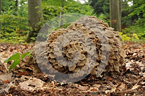 Polyporus umbellatus fungus