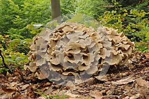 Polyporus umbellatus fungus photo