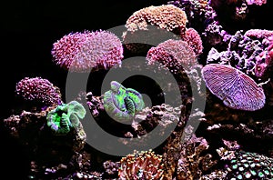 Polyps & Corals