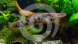 Polypterus delhezi barred bichir, armoured bichir