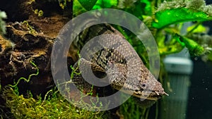 Polypterus delhezi barred bichir, armoured bichir