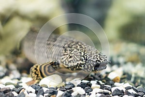 Polypterus delhezi, a species of freshwater fish swimming in the aquarium