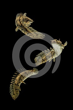 Polypterus endlicheri or Bichir fish