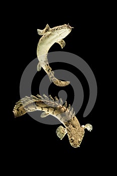 Polypterus endlicheri or Bichir fish