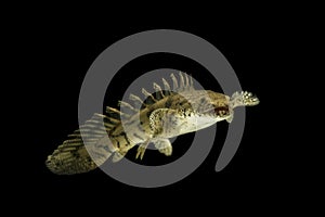 Polypterus endlicheri or Bichir fish