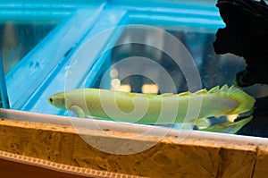 Polypterus senegalus Albino in a fish tank.