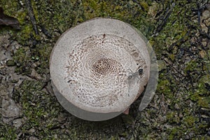 Polyrhachis ant crawling the wild mushroom cap